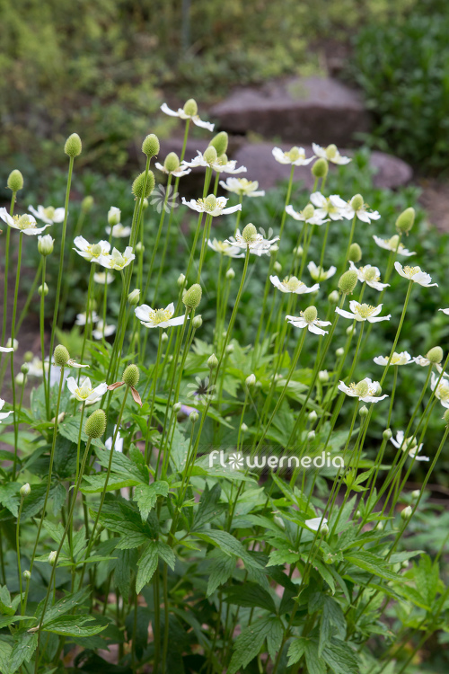 Anemone multifida - Rocky Mountain windflower (112075)