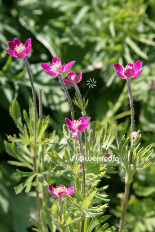 Anemone multifida 'Rubra' - Rocky Mountain windflower (102439)