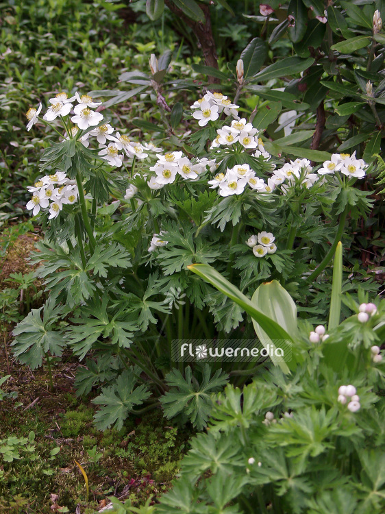Anemone narcissiflora - Narcissus-flowered anemone (108474)