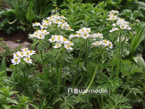 Anemone narcissiflora - Narcissus-flowered anemone (108475)
