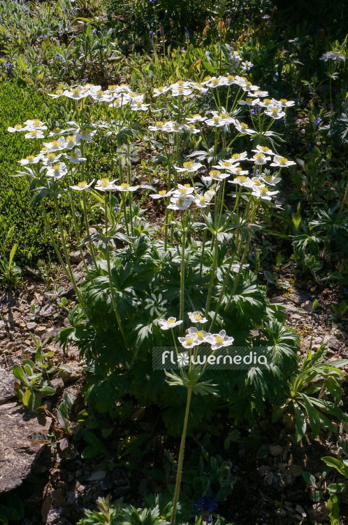 Anemone narcissiflora - Narcissus-flowered anemone (109259)