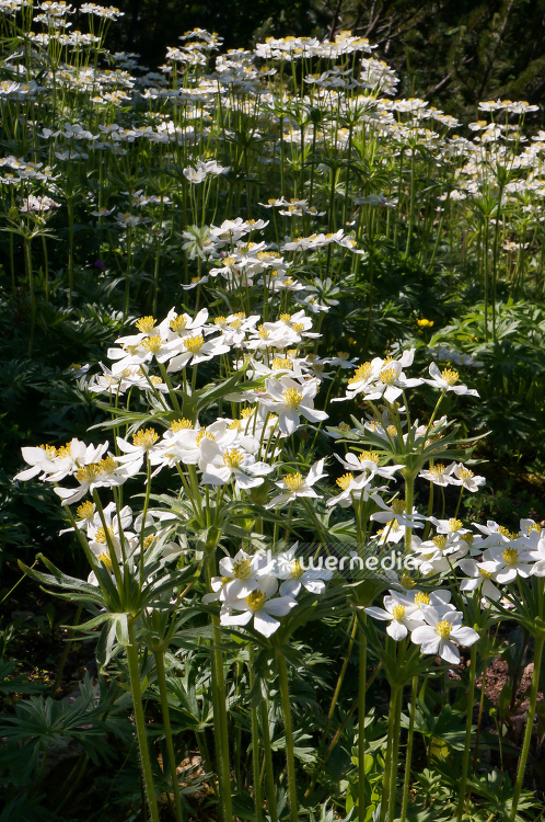 Anemone narcissiflora - Narcissus-flowered anemone (109260)