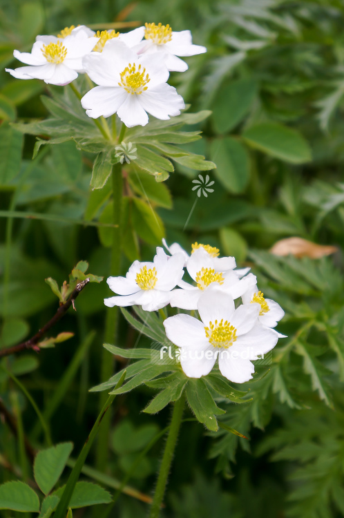 Anemone narcissiflora - Narcissus-flowered anemone (109263)