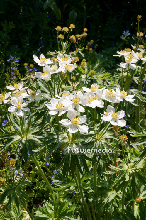 Anemone narcissiflora ssp. fasciculata - Windflower (109266)