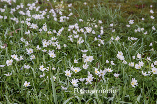 Anemone nemorosa - Wood anemone (109268)