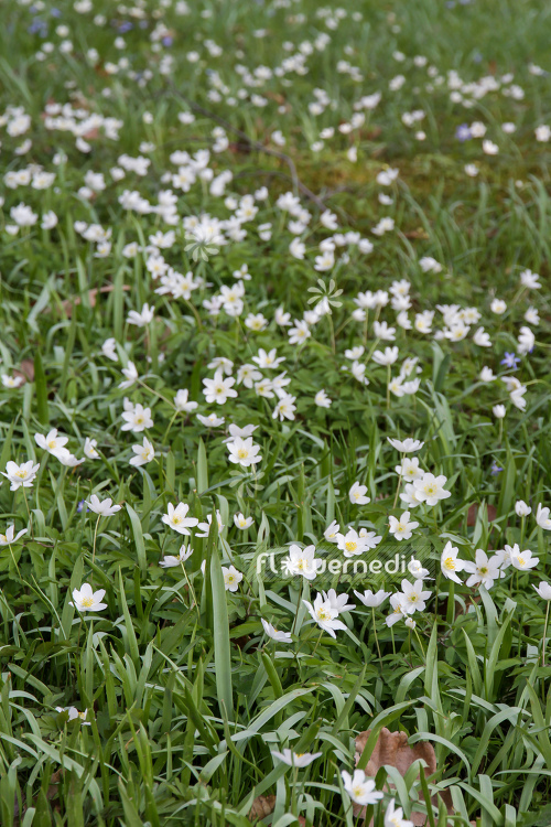 Anemone nemorosa - Wood anemone (109269)