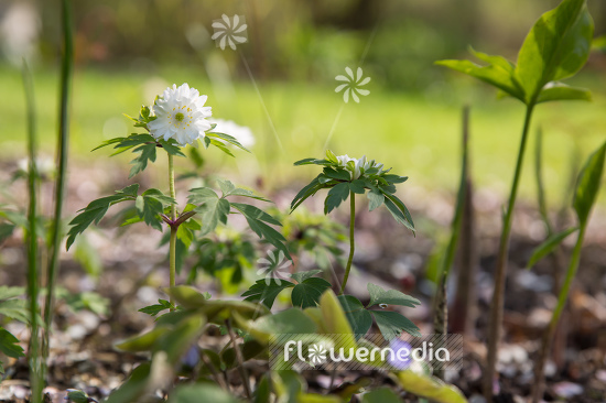 Anemone nemorosa 'Alba Plena' - Double-flowered wood anemone (109275)