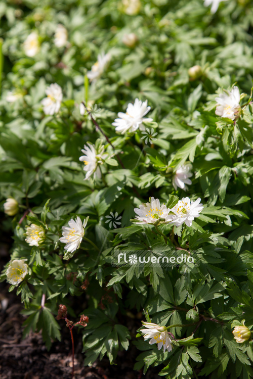 Anemone nemorosa 'Pleugers Plena' - Wood anemone (109294)