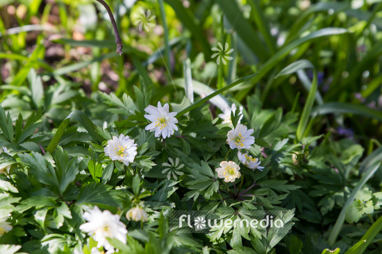 Anemone nemorosa 'Pleugers Plena' - Wood anemone (109295)