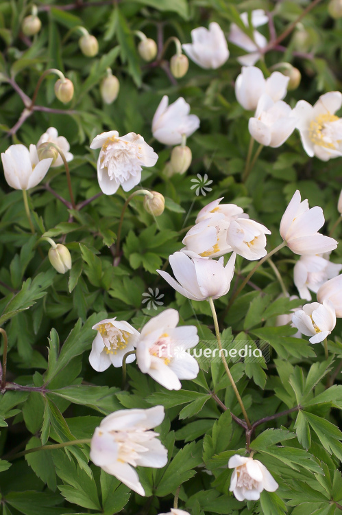 Anemone nemorosa 'Vestal' - Double-flowered wood anemone (100242)