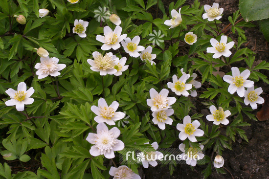 Anemone nemorosa 'Vestal' - Double-flowered wood anemone (100243)