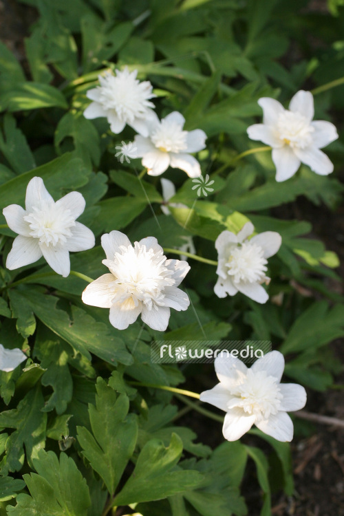 Anemone nemorosa 'Vestal' - Double-flowered wood anemone (102441)