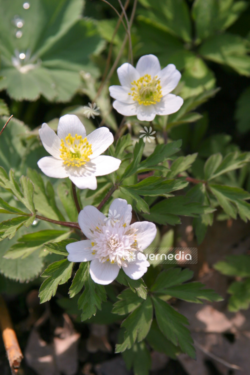 Anemone nemorosa 'Vestal' - Double-flowered wood anemone (102442)