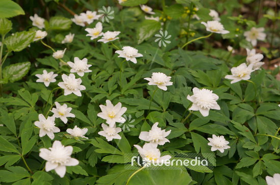 Anemone nemorosa 'Vestal' - Double-flowered wood anemone (102443)