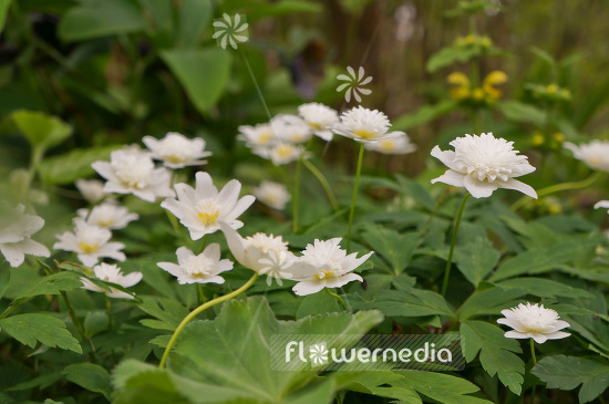 Anemone nemorosa 'Vestal' - Double-flowered wood anemone (102444)