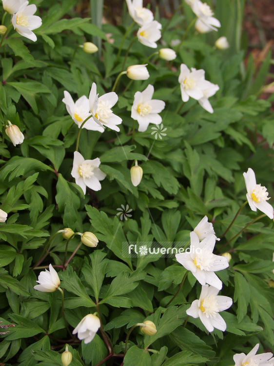 Anemone nemorosa 'Vestal' - Double-flowered wood anemone (108478)