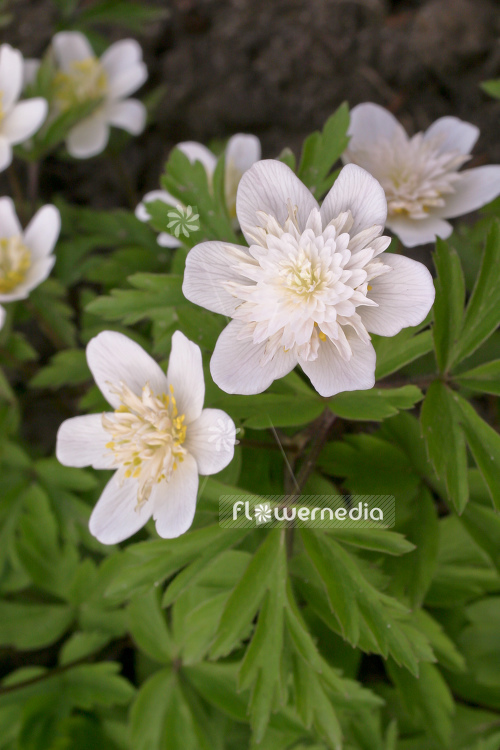 Anemone nemorosa 'Vestal' - Double-flowered wood anemone (109304)