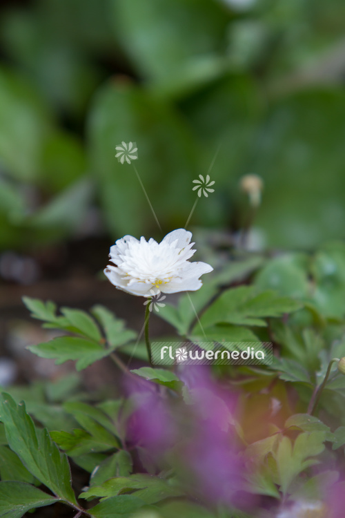 Anemone nemorosa 'Vestal' - Double-flowered wood anemone (109309)