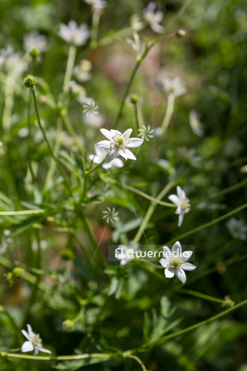 Anemone rivularis - Riverside windflower (109330)