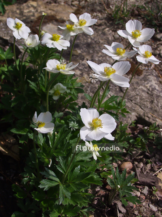 Anemone sylvestris - Snowdrop anemone (100247)