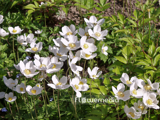 Anemone sylvestris - Snowdrop anemone (100250)