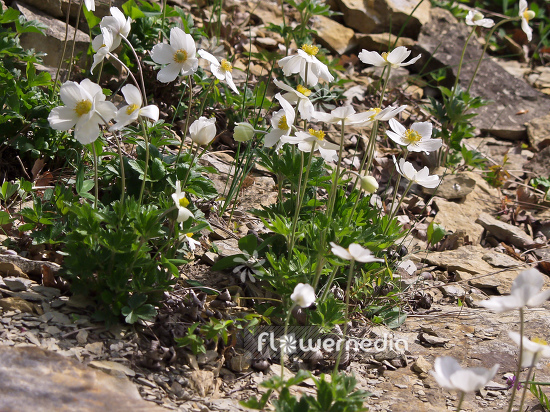 Anemone sylvestris - Snowdrop anemone (100251)