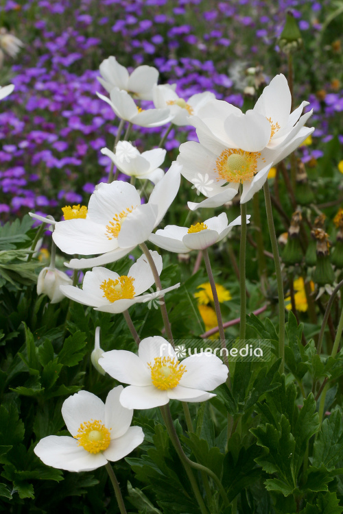 Anemone sylvestris - Snowdrop anemone (109331)