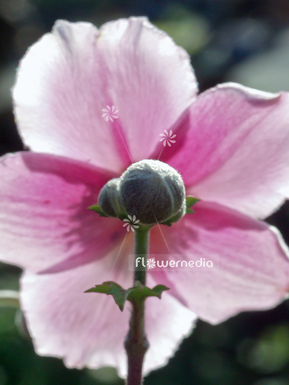 Anemone x hybrida - Japanese anemone (108481)