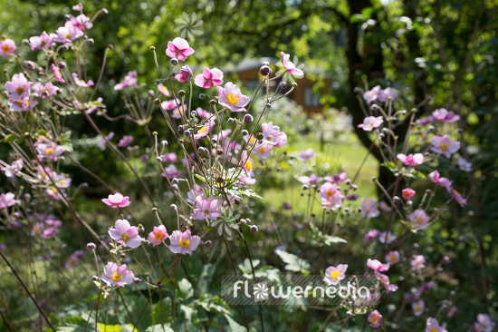 Anemone x hybrida - Japanese anemone (109595)