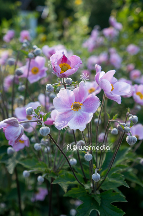 Anemone x hybrida - Japanese anemone (109606)