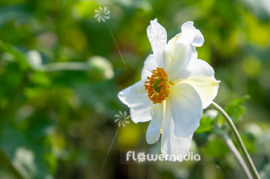 Anemone x hybrida 'Honorine Jobert' - Japanese anemone (112100)