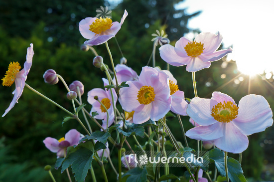 Anemone x hybrida 'Richard Ahrens' - Japanese anemone (109644)