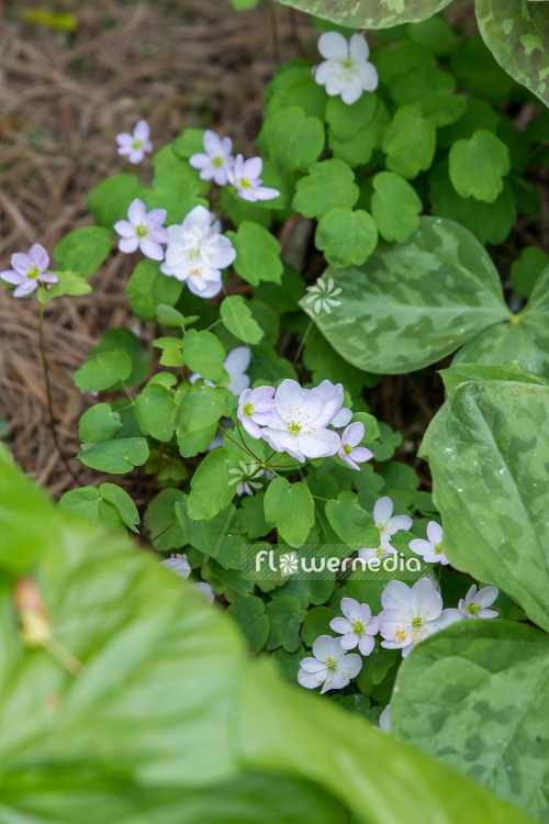 Anemonella thalictroides - Rue anemone (107738)