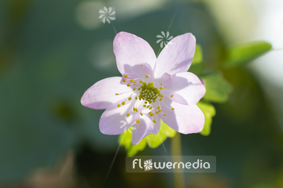 Anemonella thalictroides - Rue anemone (107740)
