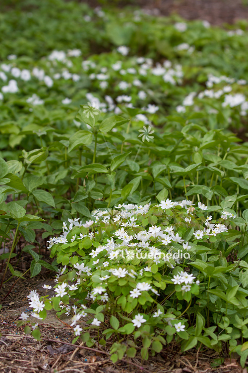 Anemonella thalictroides - Rue anemone (107744)