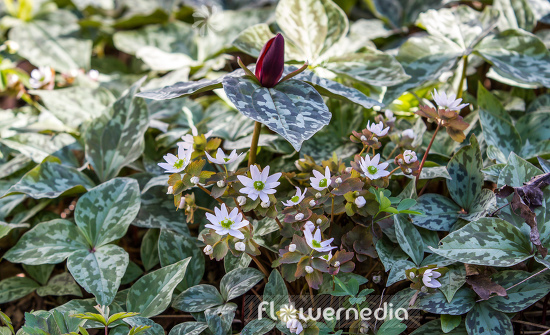 Anemonella thalictroides - Rue anemone (108187)