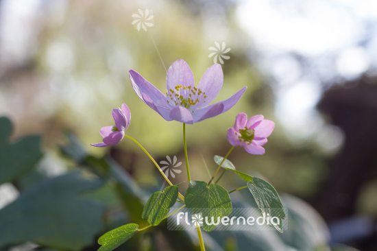 Anemonella thalictroides - Rue anemone (108190)