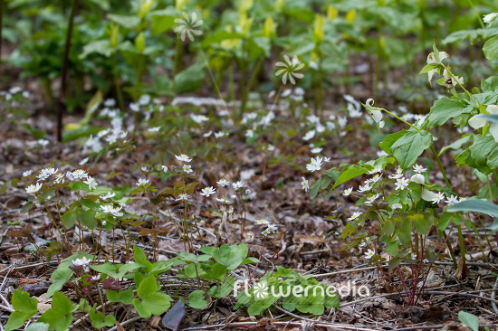 Anemonella thalictroides - Rue anemone (108193)