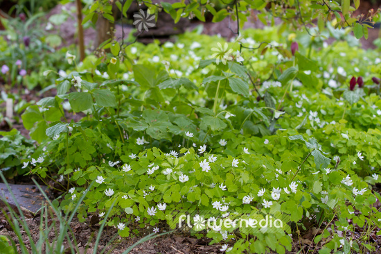 Anemonella thalictroides - Rue anemone (108195)