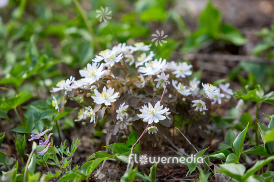 Anemonella thalictroides - Rue anemone (111746)