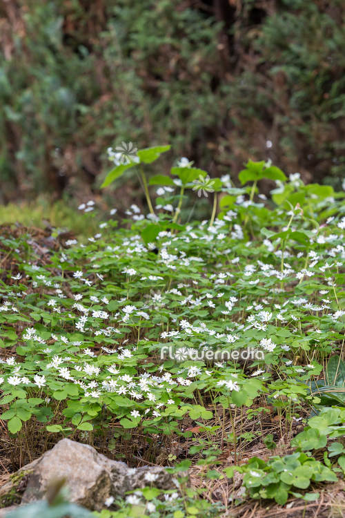 Anemonella thalictroides - Rue anemone (111747)