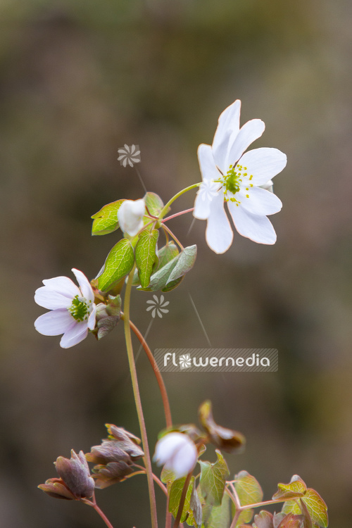 Anemonella thalictroides 'Alba' - Rue anemone (107745)