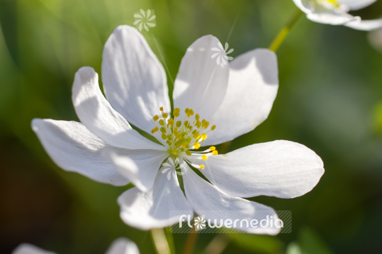 Anemonella thalictroides 'Alba' - Rue anemone (107746)