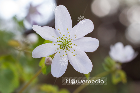 Anemonella thalictroides 'Alba' - Rue anemone (107747)