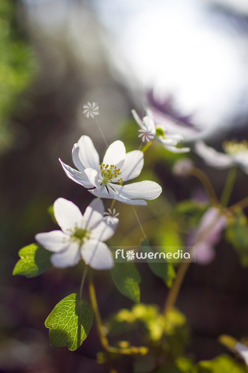 Anemonella thalictroides 'Alba' - Rue anemone (108197)