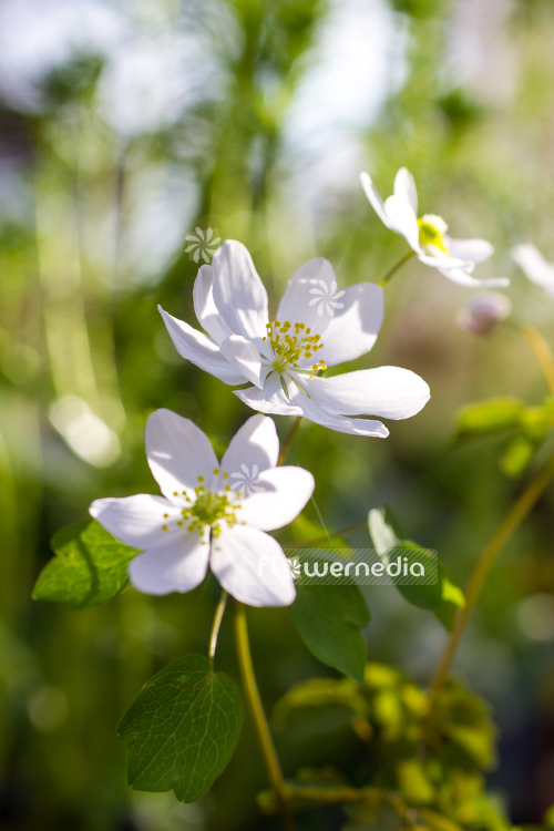 Anemonella thalictroides 'Alba' - Rue anemone (108198)