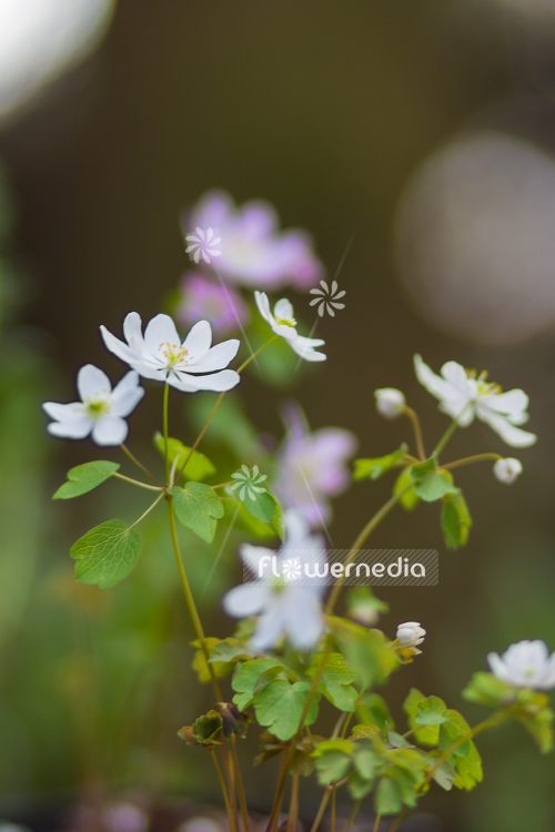 Anemonella thalictroides 'Alba' - Rue anemone (108201)