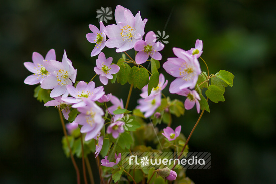 Anemonella thalictroides 'Babe' - Pink-flowered rue anemone (105264)