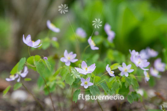 Anemonella thalictroides 'Babe' - Pink-flowered rue anemone (111748)