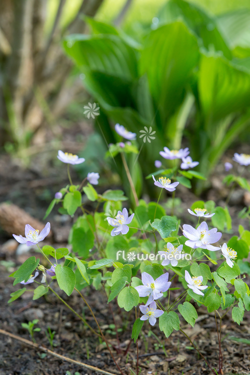 Anemonella thalictroides 'Babe' - Pink-flowered rue anemone (111749)